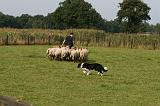 BORDER COLLIE - MOUTONS 012